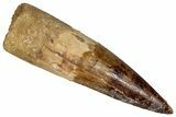 Fossil Spinosaurus Tooth - Real Dinosaur Tooth #350091-1